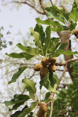 All About Shea